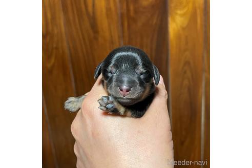 成約済の福岡県のミニチュアダックスフンド(ロングヘアード)-160910の6枚目